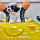 사랑 DOG 차지 | 안산애견분양 | 특별한 파티푸들 남아 &#39;꽁지&#39;를 소개합니다