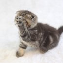 수원고양이분양 도레미캣 이미지