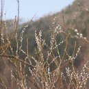 강이랑 아지랑 이미지