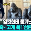 고릴라