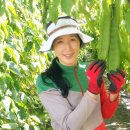 강진도깨비농장 이미지