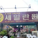 [꽃집] 도매가로 서양란 구입 성공! 세일란원 강동구꽃집 (대박추천)