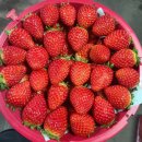 🍠황금호박고구마💥초특가💥 🐔 유가네 닭갈비볶음밥 🍅 단짠! 예스방울토마토 🥜 볶음땅콩 💛 성주 용암참외 🍊한라봉 이미지