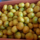 삼공주 농원 이미지