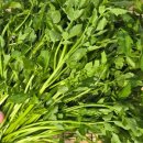 싱그러운청도로(봄) 이미지