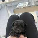 퍼피플라워 이미지