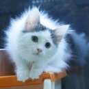 고양이분양은 노블캣 랙돌놀숲분양캐터리 대전점 이미지