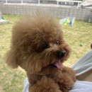 딩가댕댕 이미지