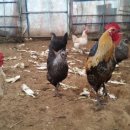 통일농장 이미지