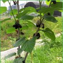 성화농장 이미지