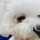 소로동물병원 이미지