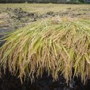 맑은미소한의원 이미지