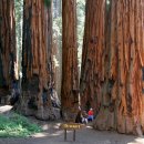 자이언트포레스트 이미지