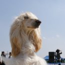 멋진강아지 이미지