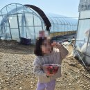 토경팜 | [충주 여행] 충주 일주일살기 12편 - 성호팜 딸기농원 딸기수확체험