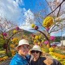 미남이네 | 가을축제 전남 여행 2025 해남미남축제 국화꽃축제 후기