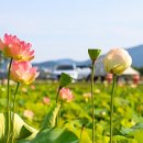 선덕여고앞 이미지