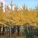 진교 메타세쿼이아길 | 북구 화명생태공원 11월 가볼 만한 가을 뷰 메타세쿼이아 길 대천천 누리길 하류 은행나무숲