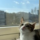 냥스테이 고양이 카페 네이버블로그