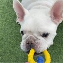 강아지 호텔 이미지