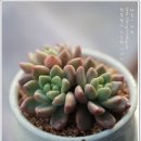 다글다글 이미지