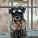 나나 애견 미용실 이미지