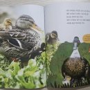 자연오리 이미지