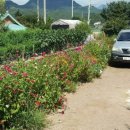 삼성골농장 이미지