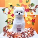 예쁘다 펫살롱 이미지