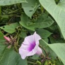 미르네농장 이미지