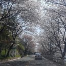 4월 14일(토)~15일(일) 청평 삼회리 벚꽃트래킹 이미지