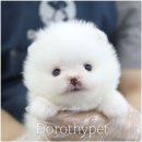 부산 강아지분양 도로시펫 이미지