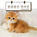 펫아미 강아지분양 고양이분양 동탄점 이미지