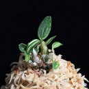 백호환경 이미지