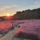 핑크뮬리 이미지