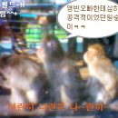 정항우케