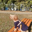 봄날의 강아지 이미지