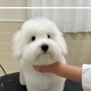 글로리퍼피 이미지