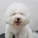 위위그루밍 이미지