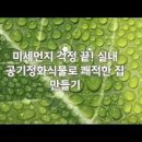 공기정화식물 뱅갈고무나무 키우기 물주기 가지치기 분갈이 고무나무 키우는법 이미지