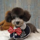 아띠그루밍 이미지