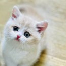 먼치캣(Munchi cat) | 강남고양이 인기스타 크림바이 먼치킨분양 후기