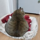 규펫