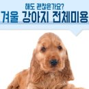DOG깨비 강아지 미용실 이미지