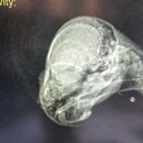 최영민 동물의료센터 이미지