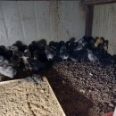 만양농장 이미지