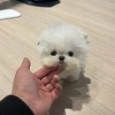 소망켄넬 | 부산미니비숑분양, 수입 강아지 분양을 원하시나요?