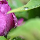 촉촉이네 이미지