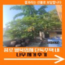내로 | 종로 벌목업체 단독주택 내 나무 제거 후기