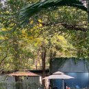 cafe 39 | 반캉왓 예술가 마을 가기 전에 들르기 좋은 분위기 좋은 카페ㅣNo.39 CAFE 카페 포토스팟, 팁, 후기